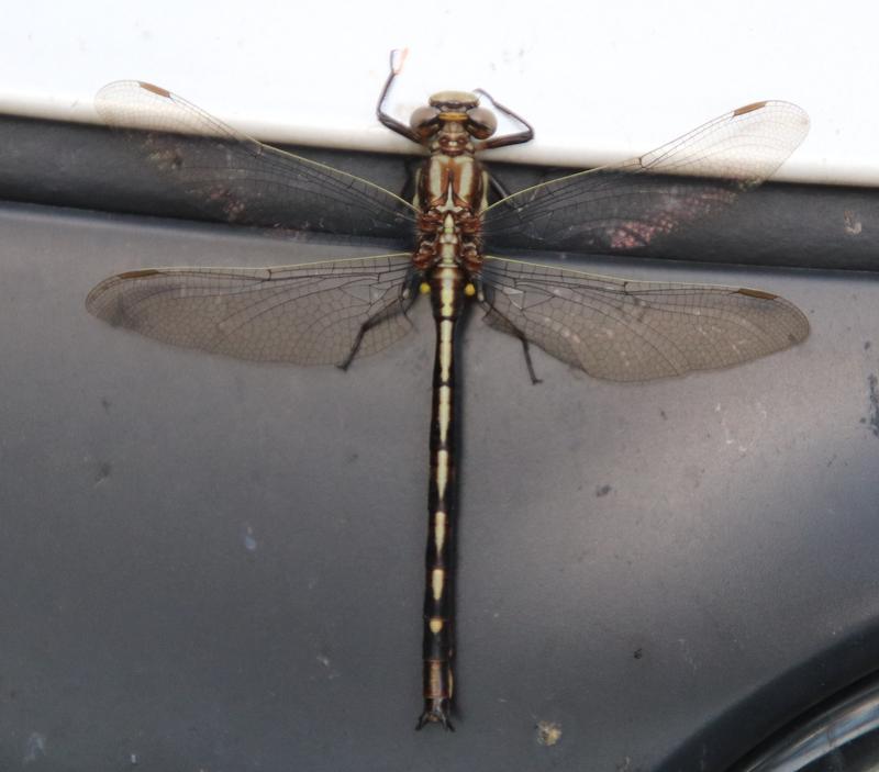 Photo of Ashy Clubtail