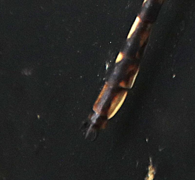 Photo of Ashy Clubtail