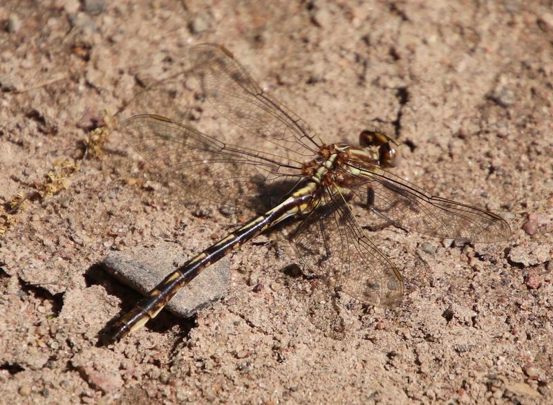 Photo of Ashy Clubtail