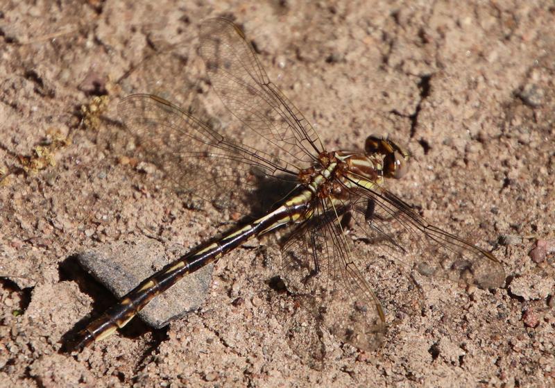 Photo of Ashy Clubtail