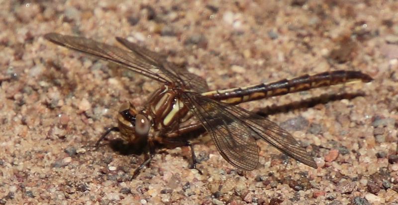 Photo of Ashy Clubtail