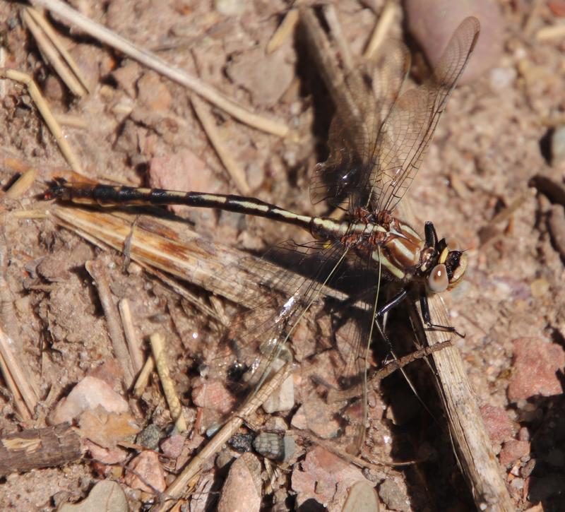 Photo of Ashy Clubtail