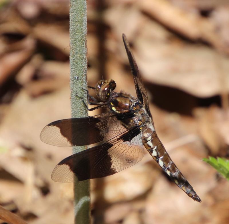 Photo of Common Whitetail