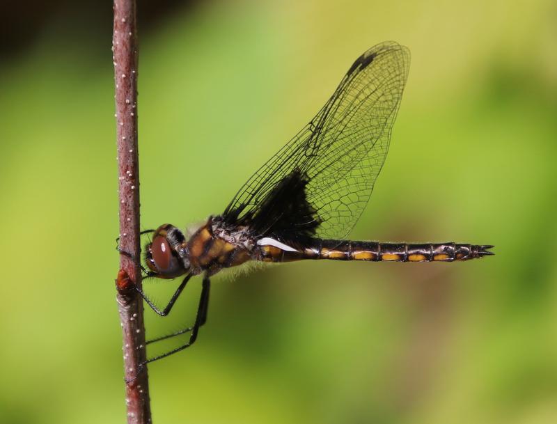 Photo of Common Baskettail