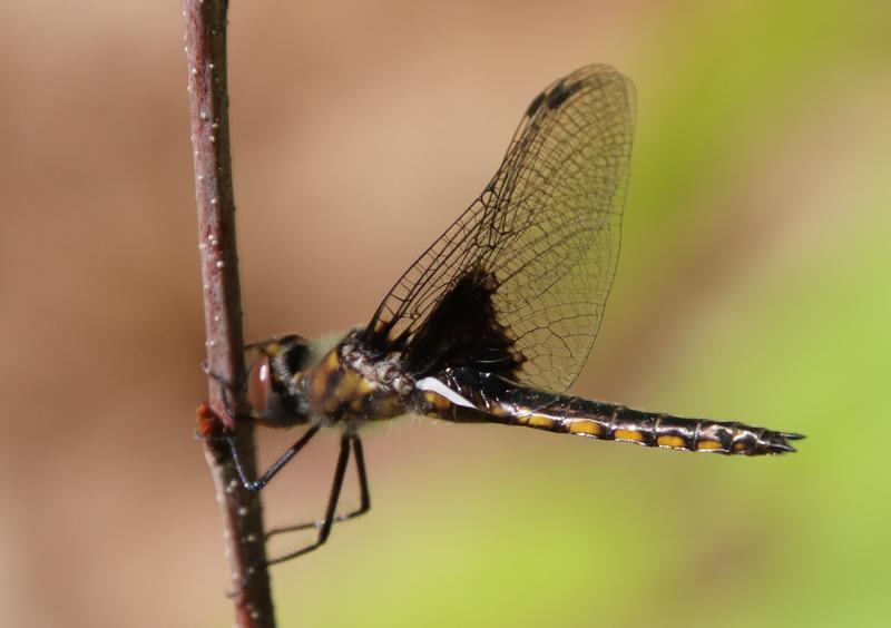 Photo of Common Baskettail