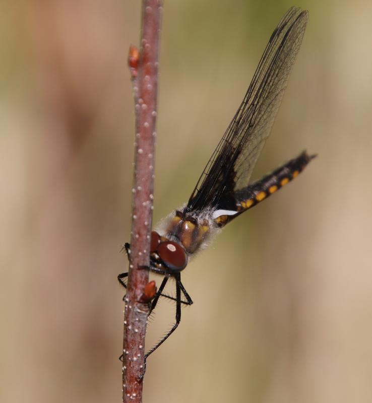 Photo of Common Baskettail