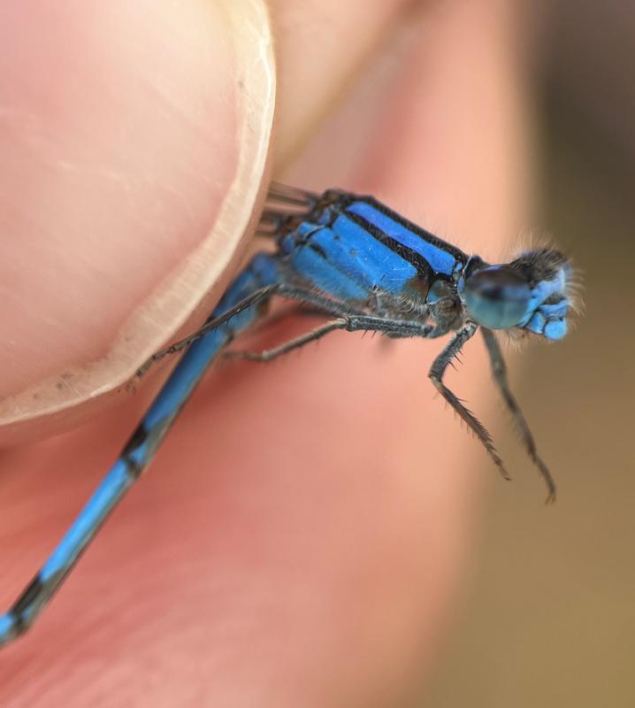Photo of Familiar Bluet