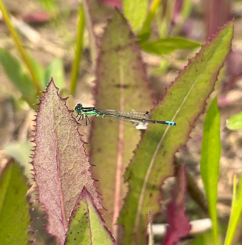 Photo of Eastern Forktail