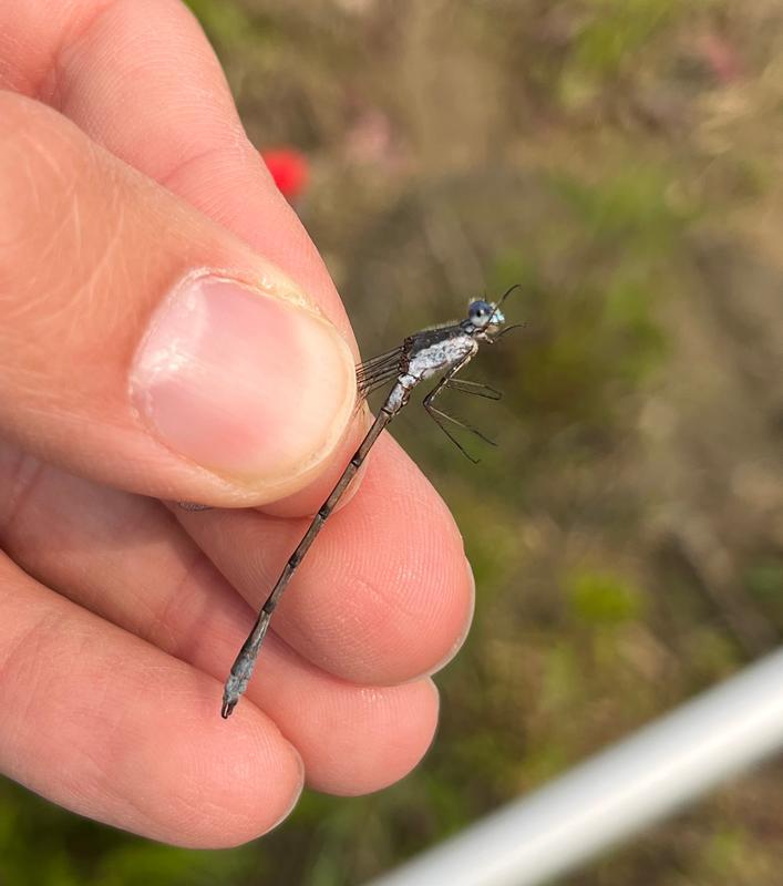 Photo of Southern Spreadwing