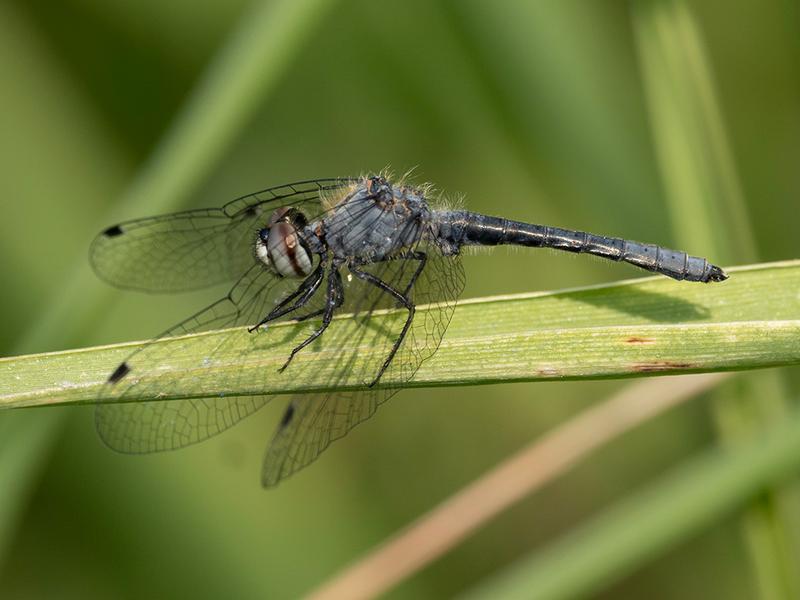Photo of Elfin Skimmer