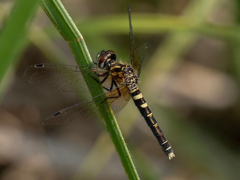 Photo of Elfin Skimmer