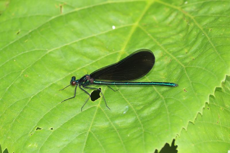 Photo of Ebony Jewelwing