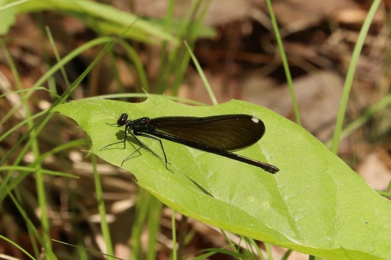 Photo of Ebony Jewelwing