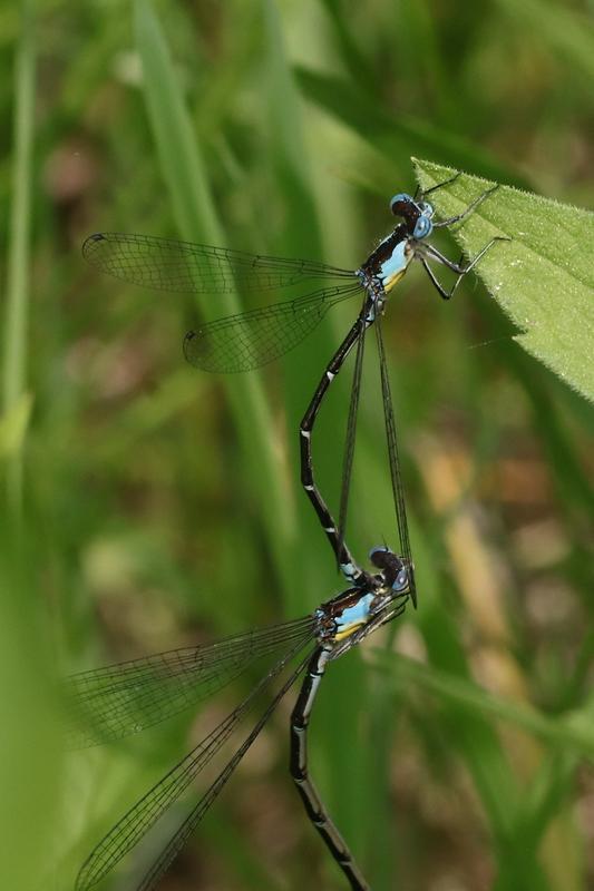 Photo of Aurora Damsel