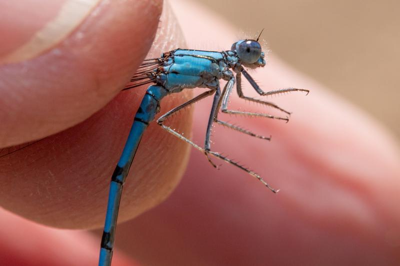 Photo of Boreal Bluet