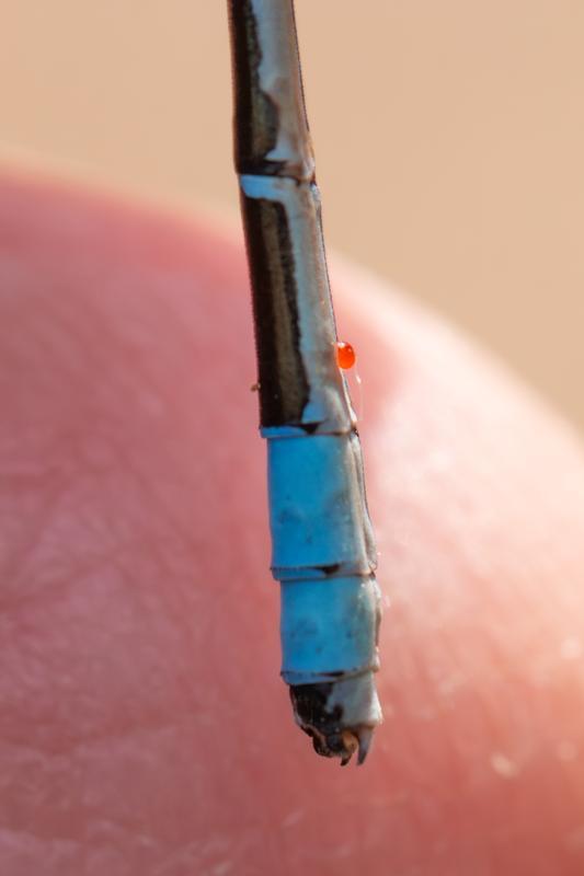 Photo of Boreal Bluet
