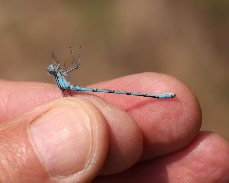 Photo of Boreal Bluet