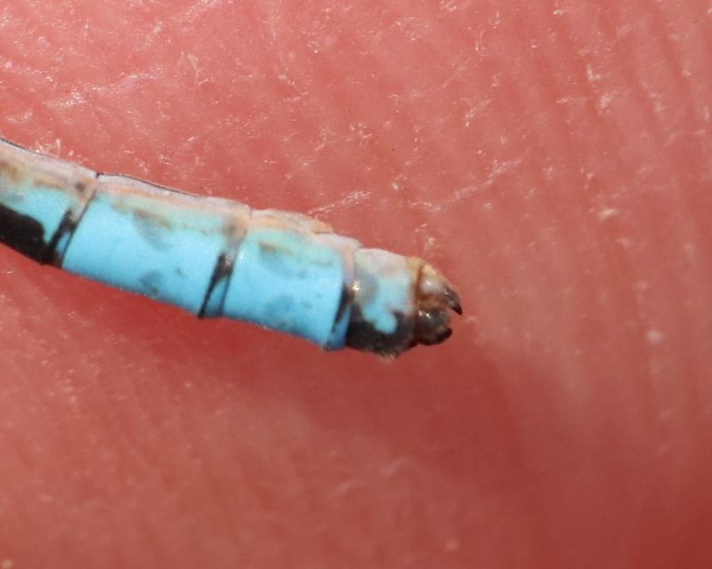 Photo of Boreal Bluet