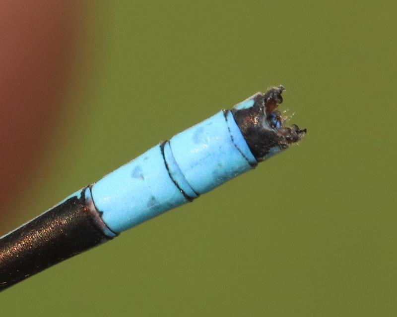 Photo of Boreal Bluet