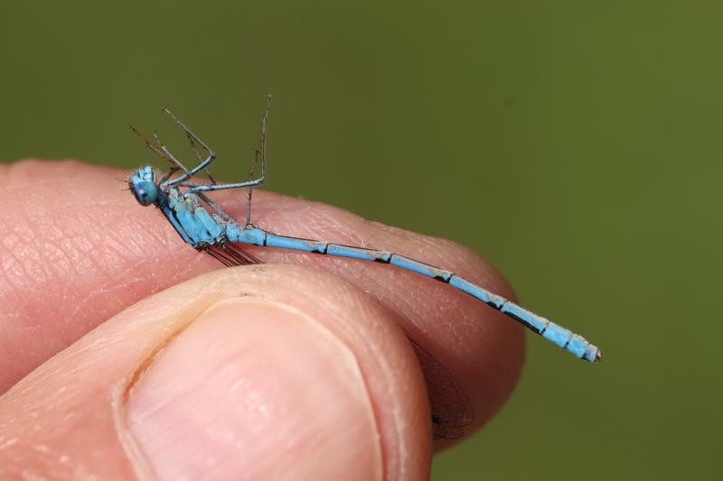 Photo of Boreal Bluet