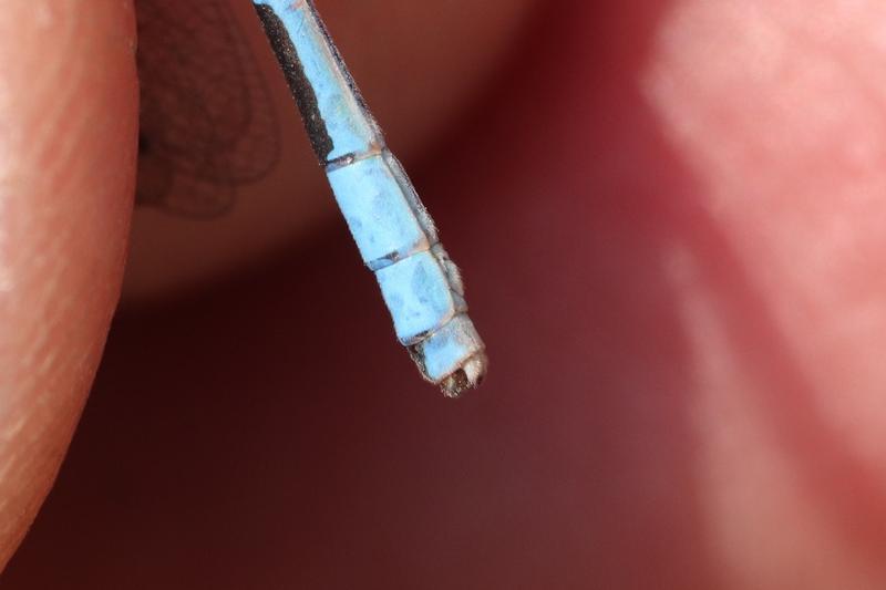 Photo of Boreal Bluet