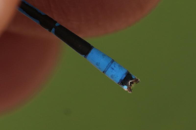 Photo of Boreal Bluet