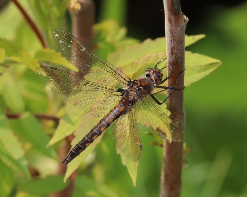 Photo of Beaverpond Baskettail