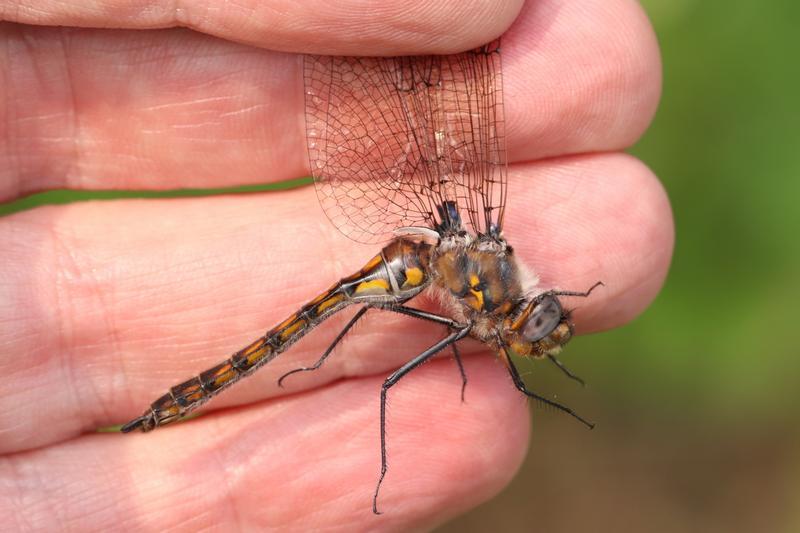 Photo of Beaverpond Baskettail