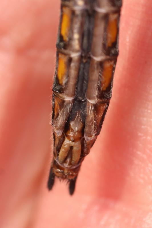 Photo of Beaverpond Baskettail