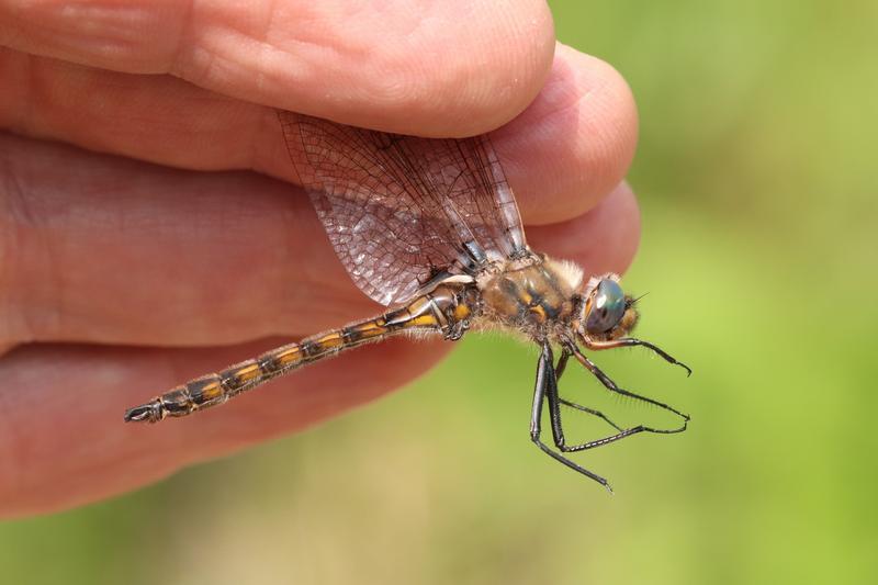 Photo of Beaverpond Baskettail