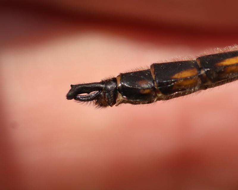 Photo of Beaverpond Baskettail