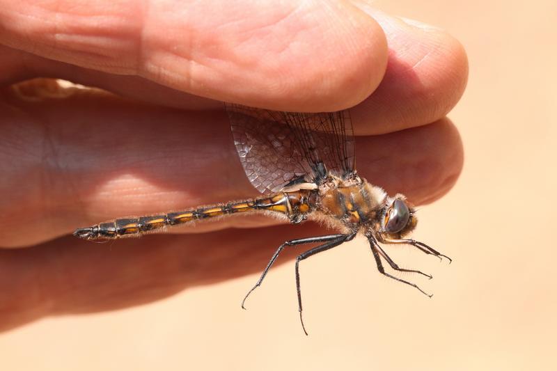 Photo of Beaverpond Baskettail
