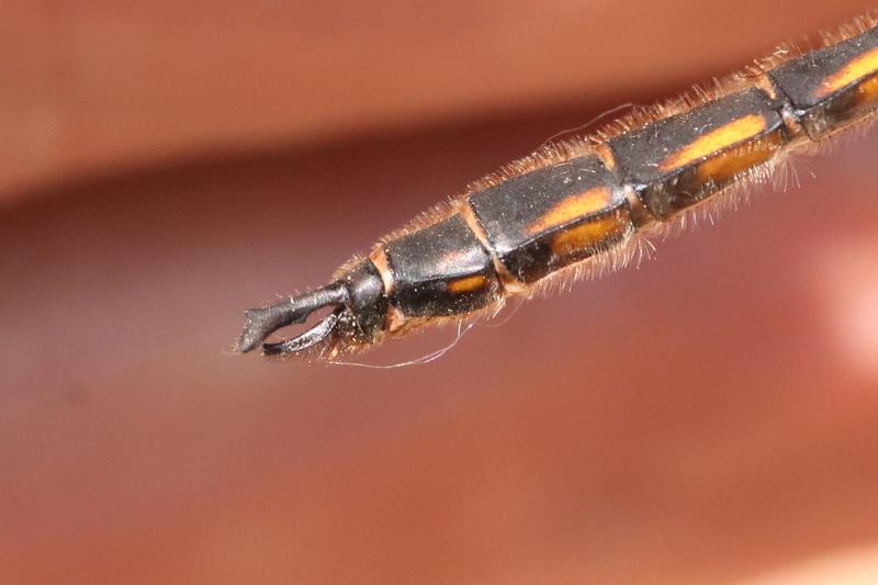 Photo of Beaverpond Baskettail