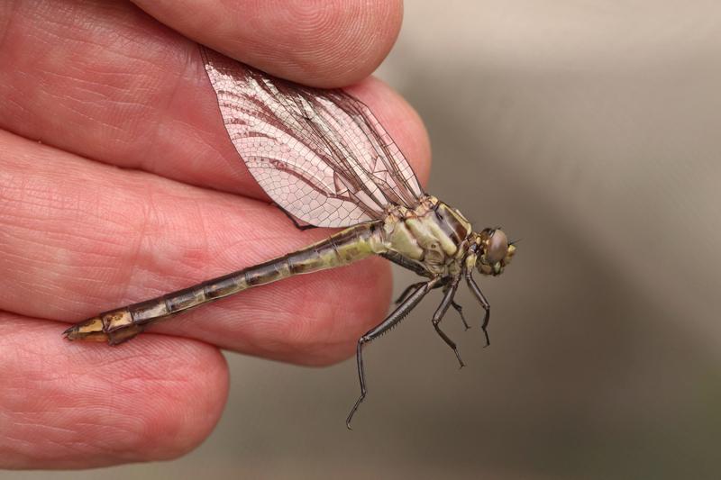 Photo of Midland Clubtail