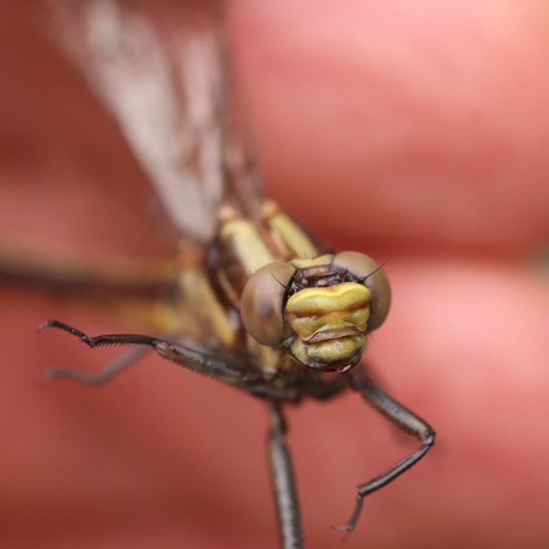 Photo of Midland Clubtail