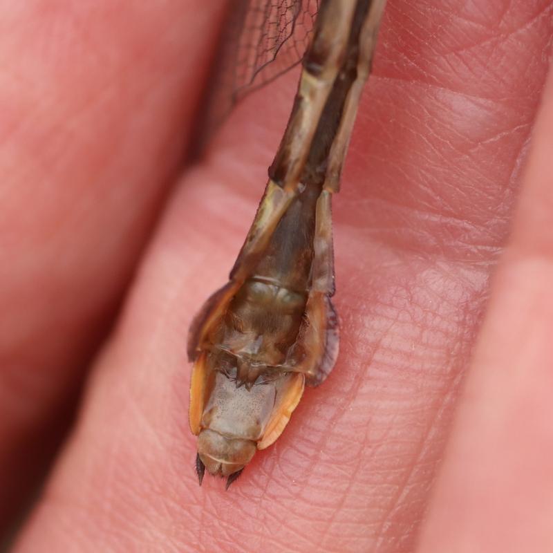 Photo of Midland Clubtail