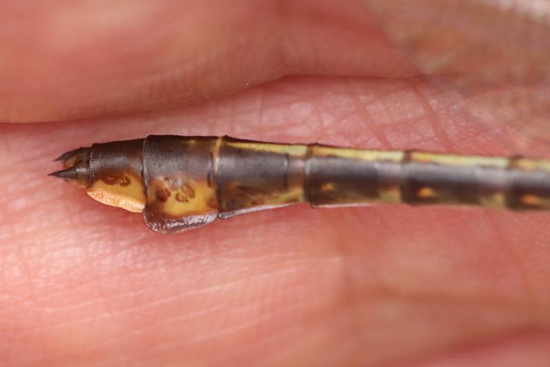 Photo of Midland Clubtail