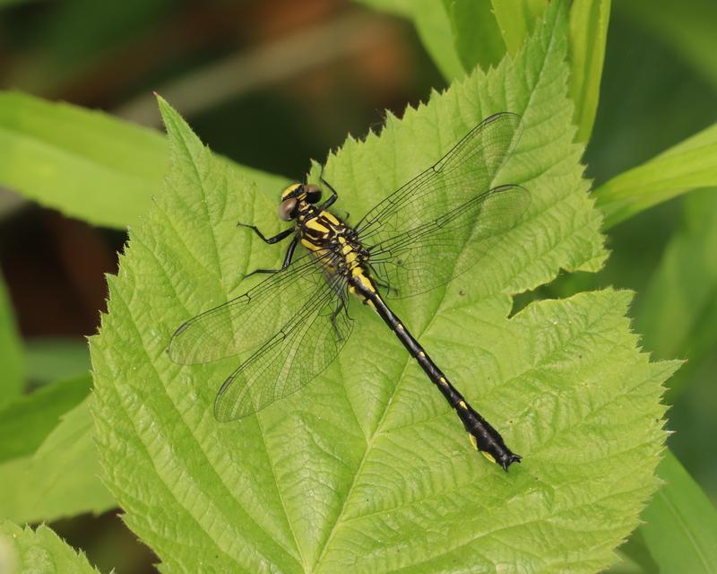 Photo of Green-faced Clubtail