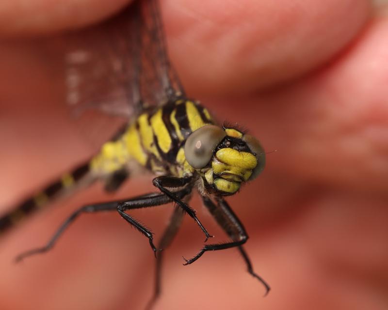Photo of Green-faced Clubtail