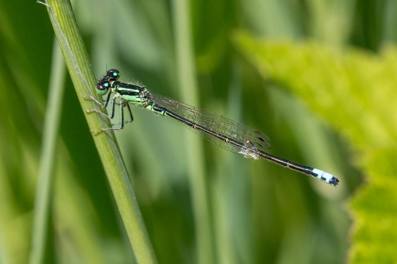 Photo of Eastern Forktail