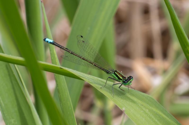 Photo of Eastern Forktail