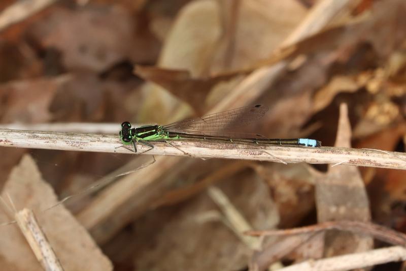 Photo of Eastern Forktail