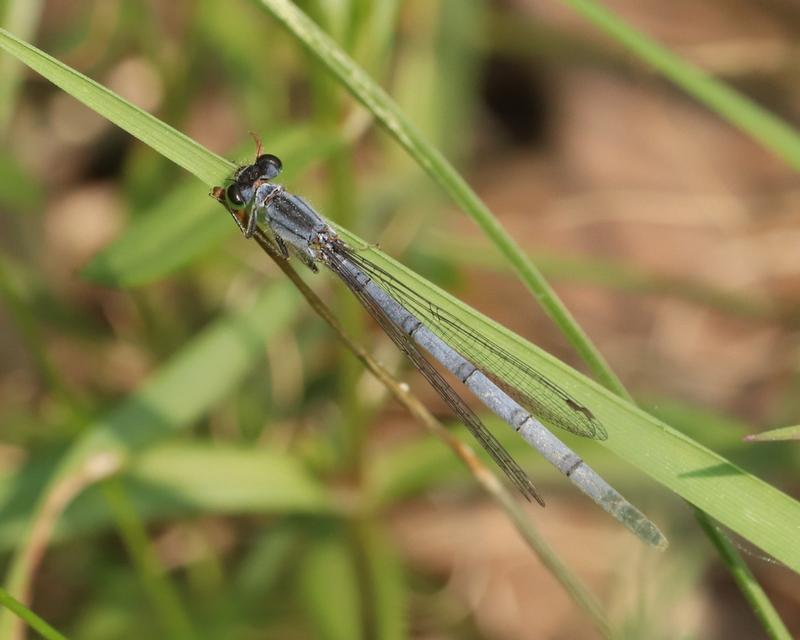 Photo of Eastern Forktail