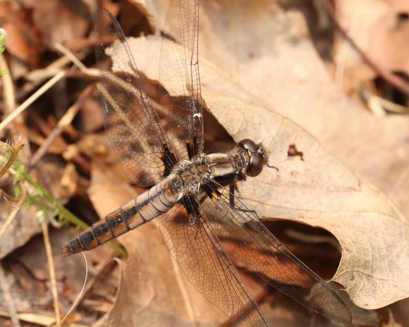 Photo of Chalk-fronted Corporal