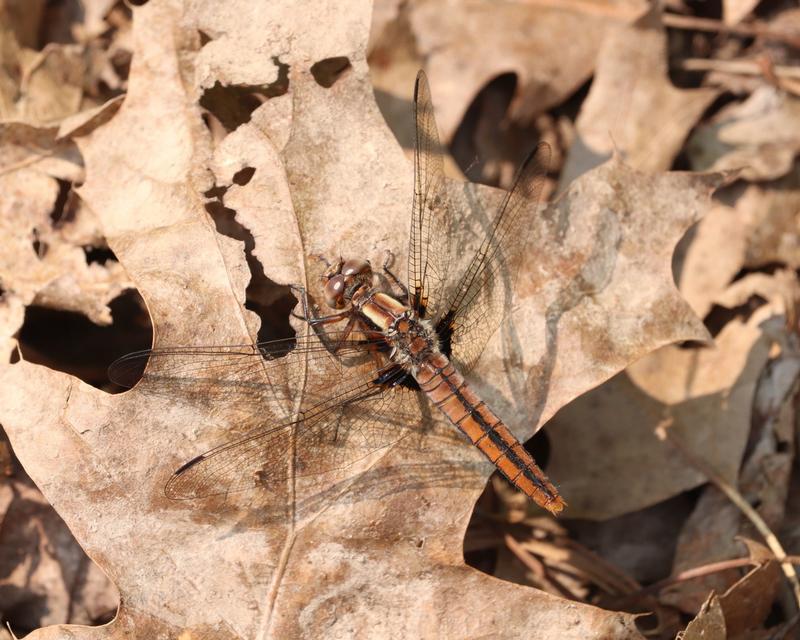 Photo of Chalk-fronted Corporal