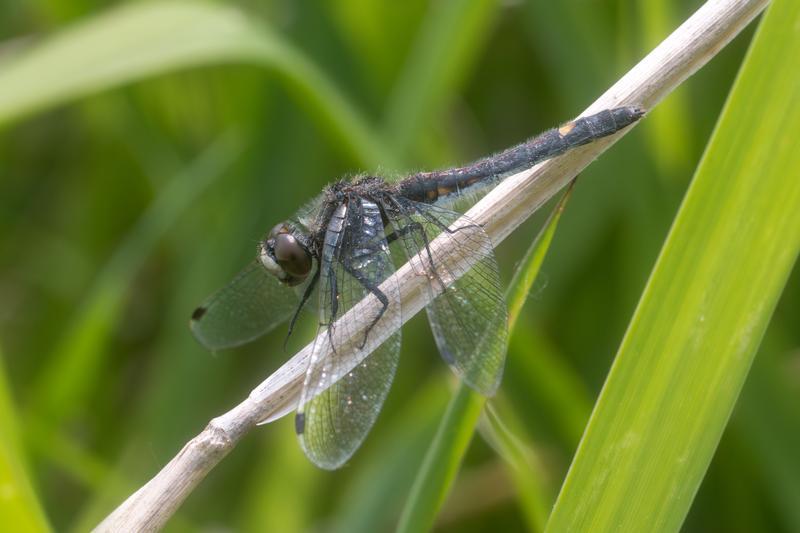 Photo of Dot-tailed Whiteface
