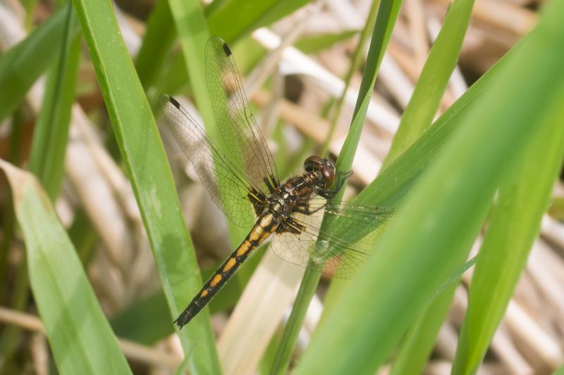 Photo of Dot-tailed Whiteface