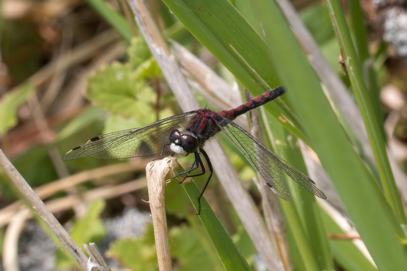 Photo of Hudsonian Whiteface