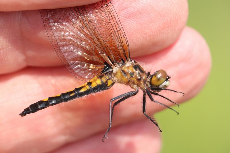 Photo of Dot-tailed Whiteface