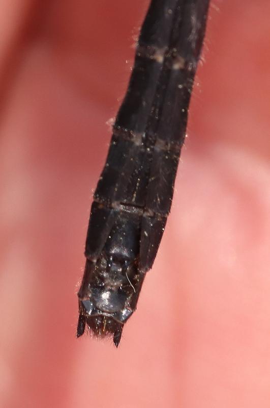 Photo of Dot-tailed Whiteface